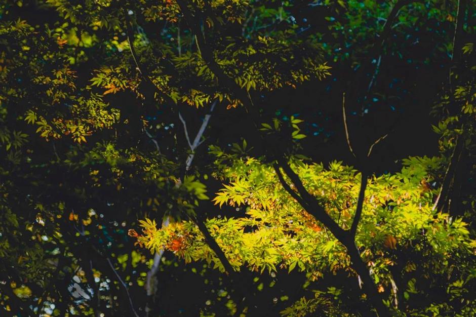 探索初冬美景,这份攻略赶紧收藏!