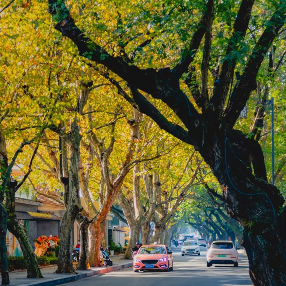 探索初冬美景,这份攻略赶紧收藏!