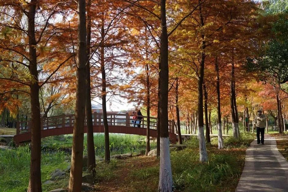 愛了!上海這些焦糖色的風景