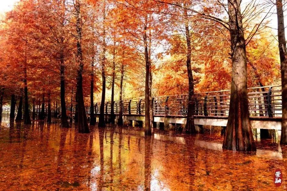 愛了!上海這些焦糖色的風景