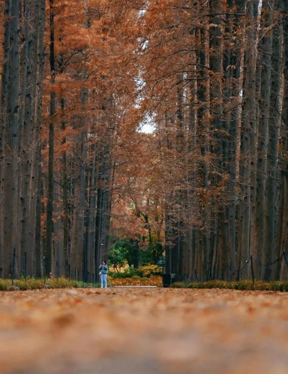 愛了!上海這些焦糖色的風景