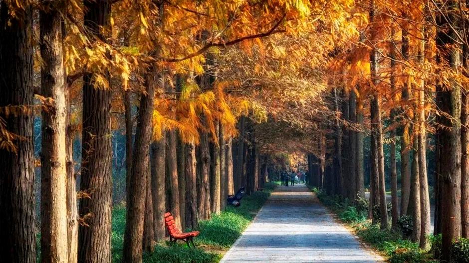 愛了!上海這些焦糖色的風景