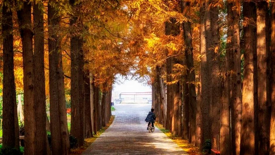 愛了!上海這些焦糖色的風景