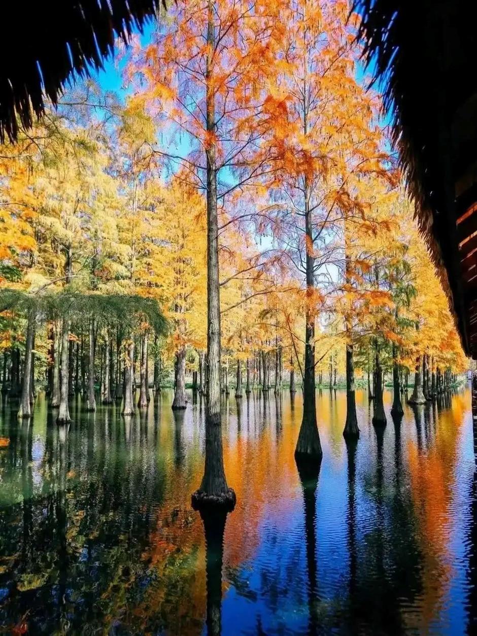 愛了!上海這些焦糖色的風景