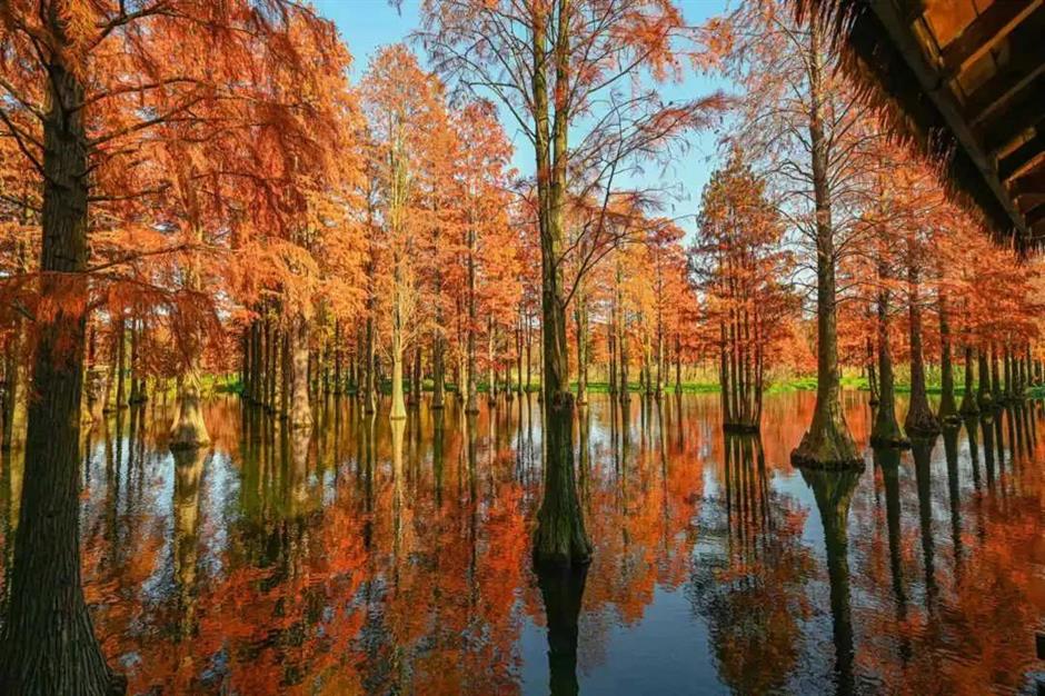 愛了!上海這些焦糖色的風景