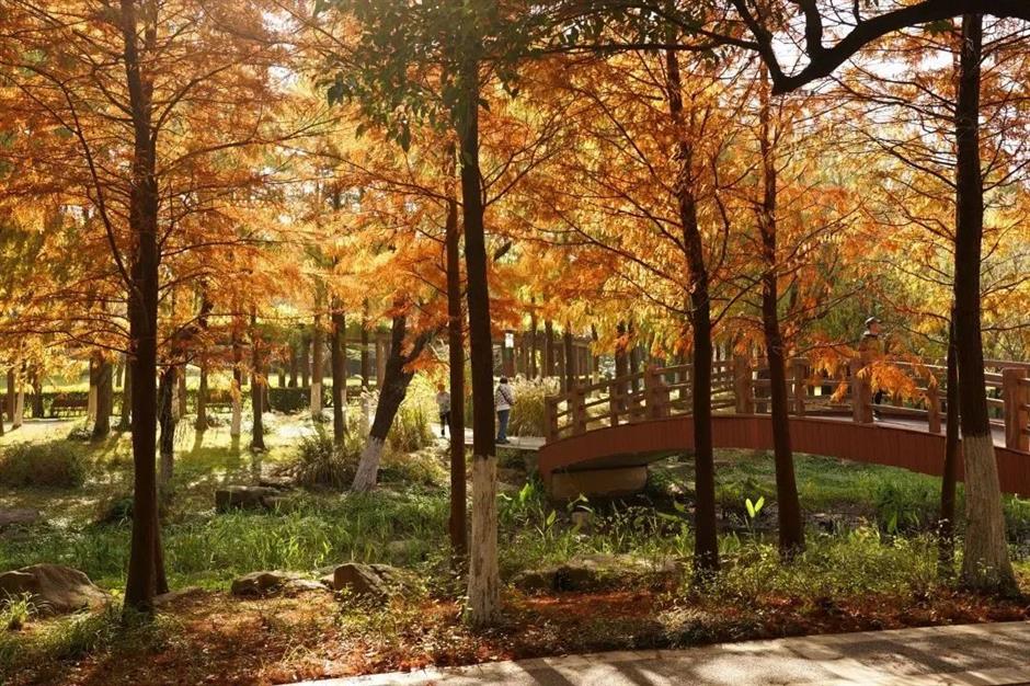 愛了!上海這些焦糖色的風景