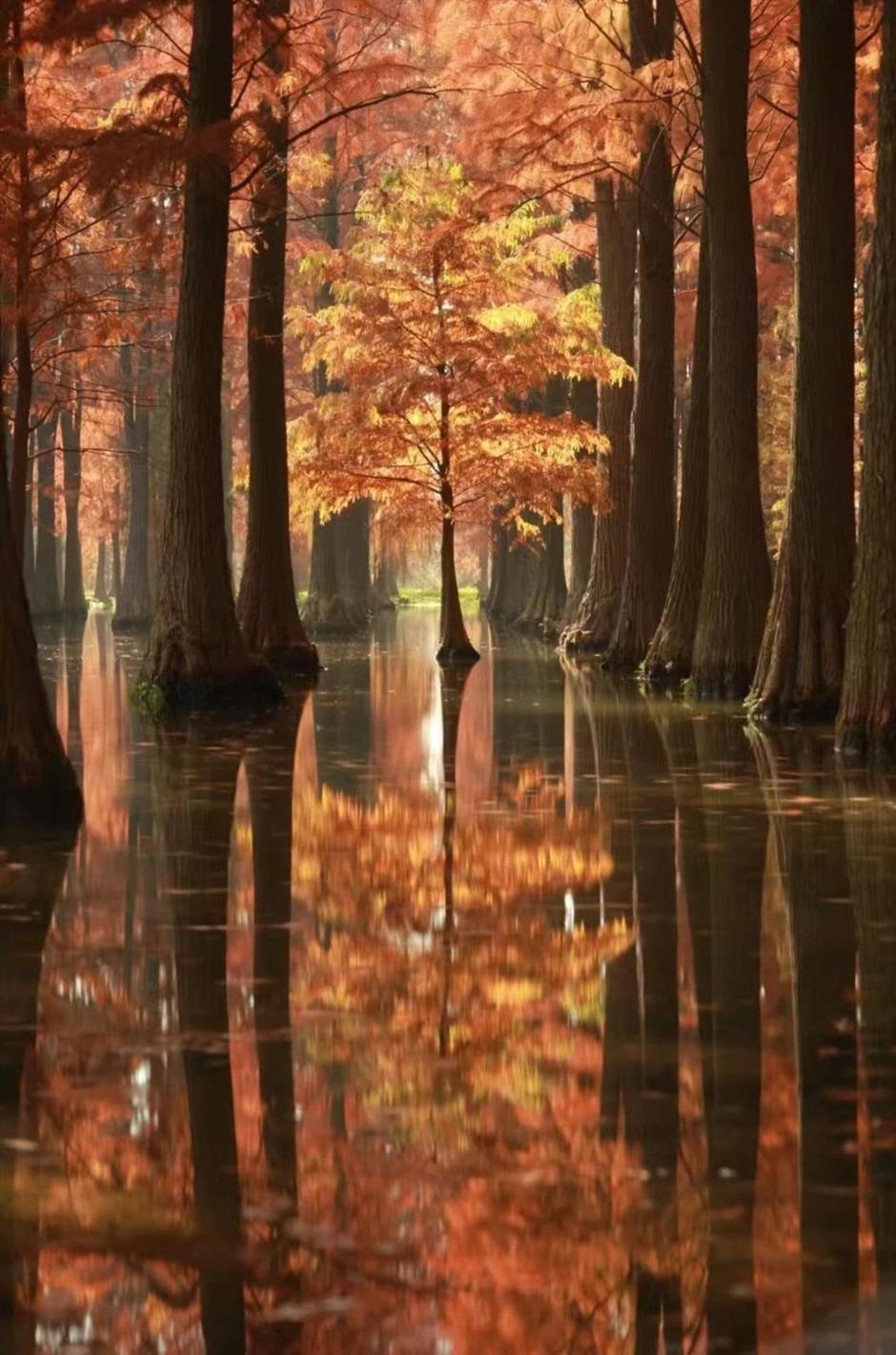 愛了!上海這些焦糖色的風景