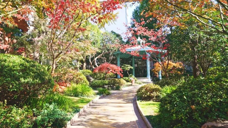 今年上海最后的赏枫胜地!在这条法南风情的路上→