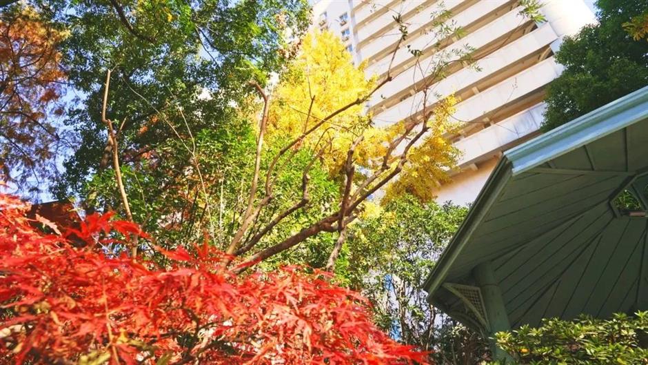 今年上海最后的赏枫胜地!在这条法南风情的路上→