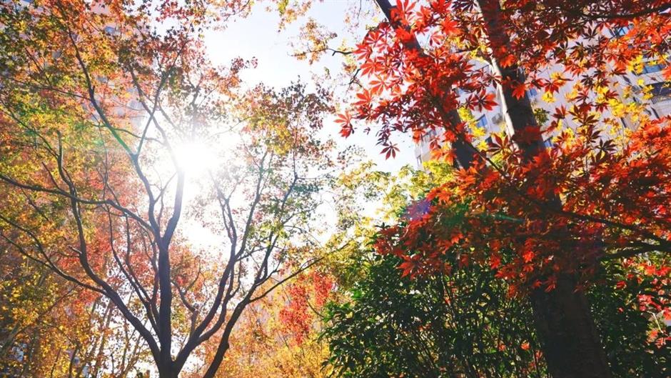 今年上海最后的赏枫胜地!在这条法南风情的路上→