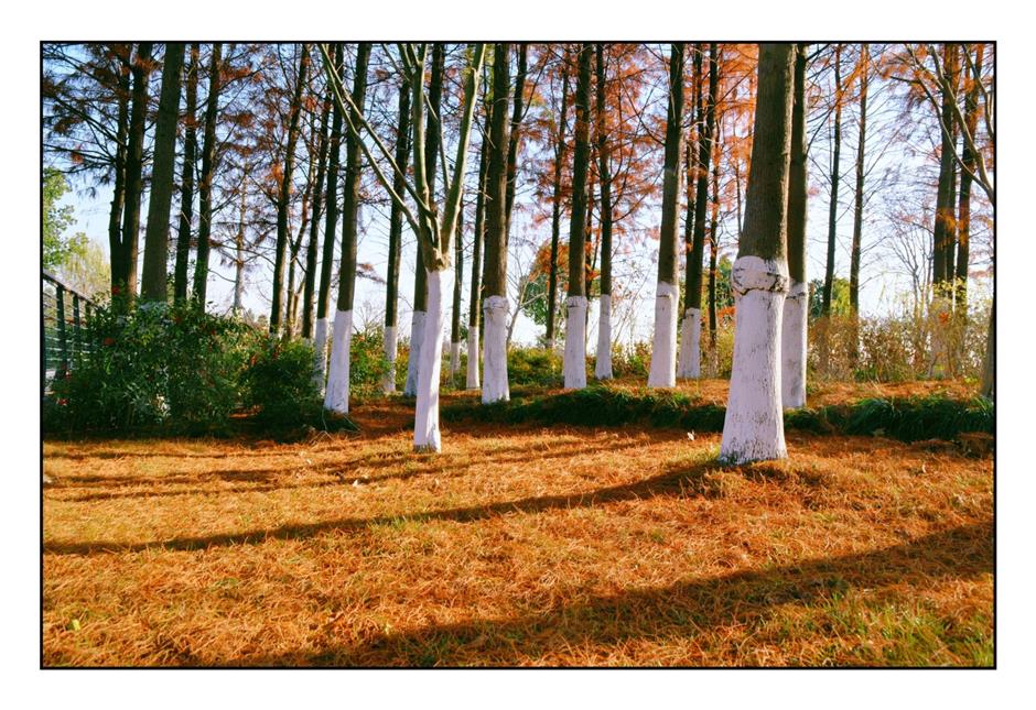 每一眼都惊艳!这个小众公园