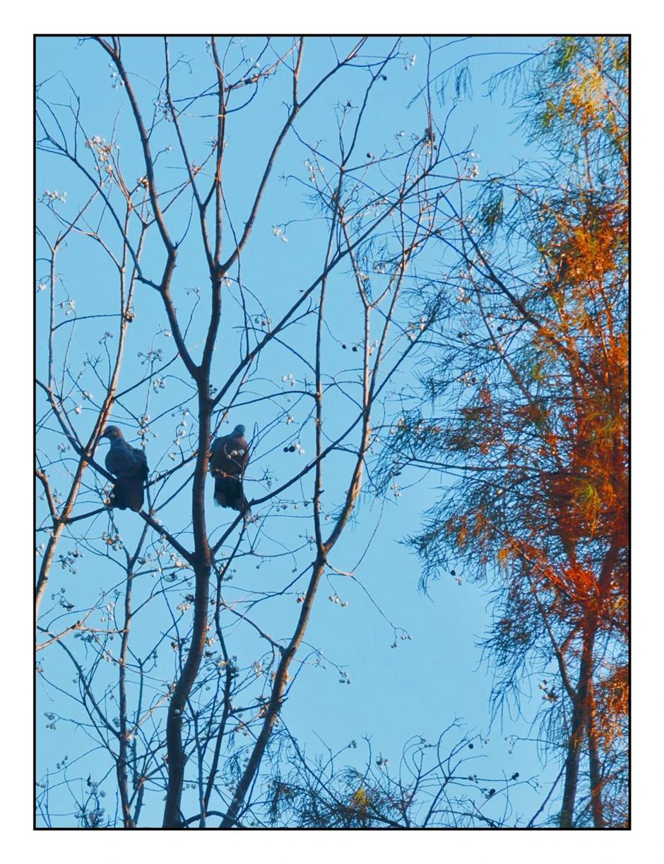 每一眼都惊艳!这个小众公园