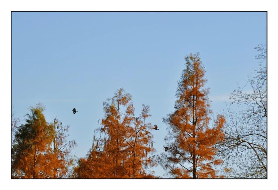 每一眼都惊艳!这个小众公园