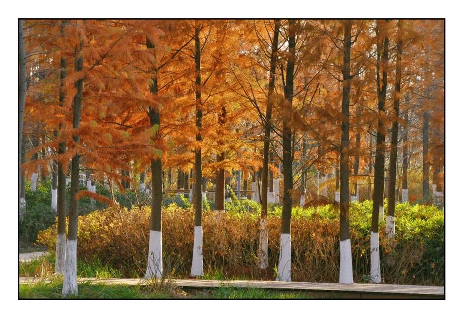 每一眼都惊艳!这个小众公园