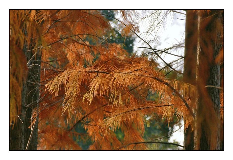 每一眼都惊艳!这个小众公园