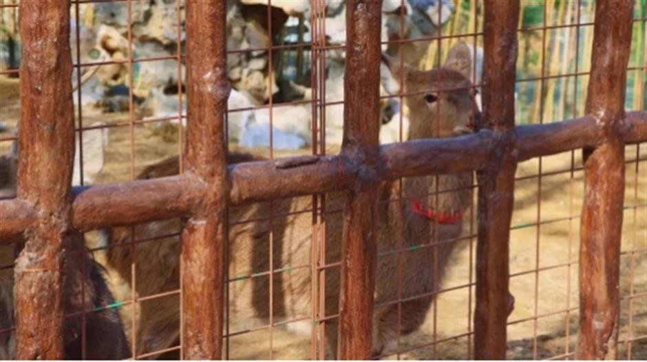 品茶、遛娃、赏景 这个沪郊的免费园林,满足了