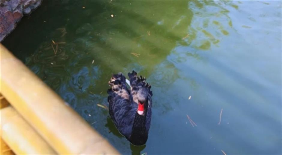 品茶、遛娃、赏景 这个沪郊的免费园林,满足了