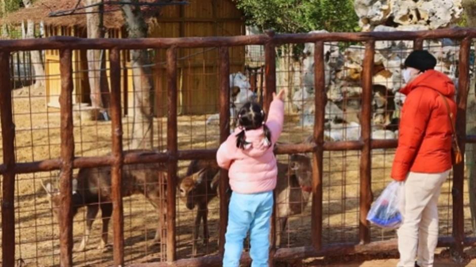 品茶、遛娃、赏景 这个沪郊的免费园林,满足了