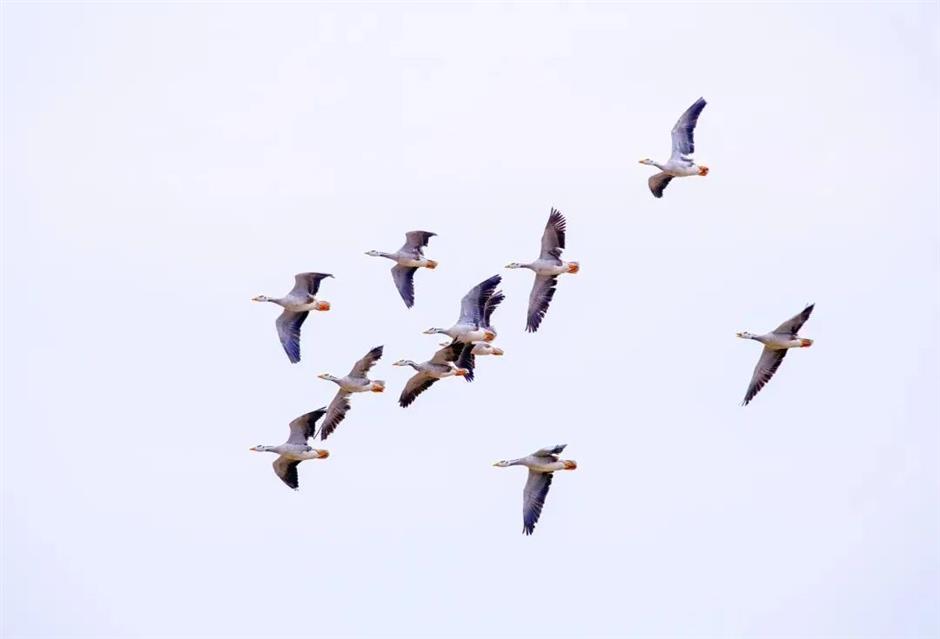 节气之美 | 凄凄岁暮风,翳翳经日雪