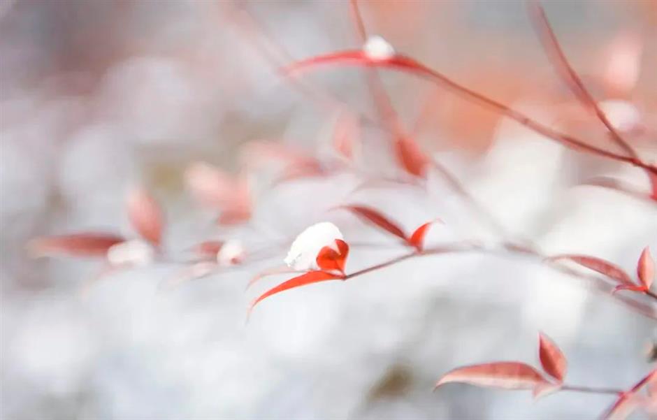 节气之美 | 凄凄岁暮风,翳翳经日雪