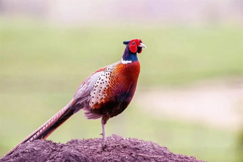 节气之美 | 凄凄岁暮风,翳翳经日雪