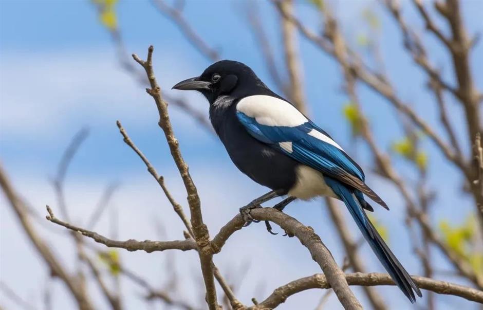 节气之美 | 凄凄岁暮风,翳翳经日雪