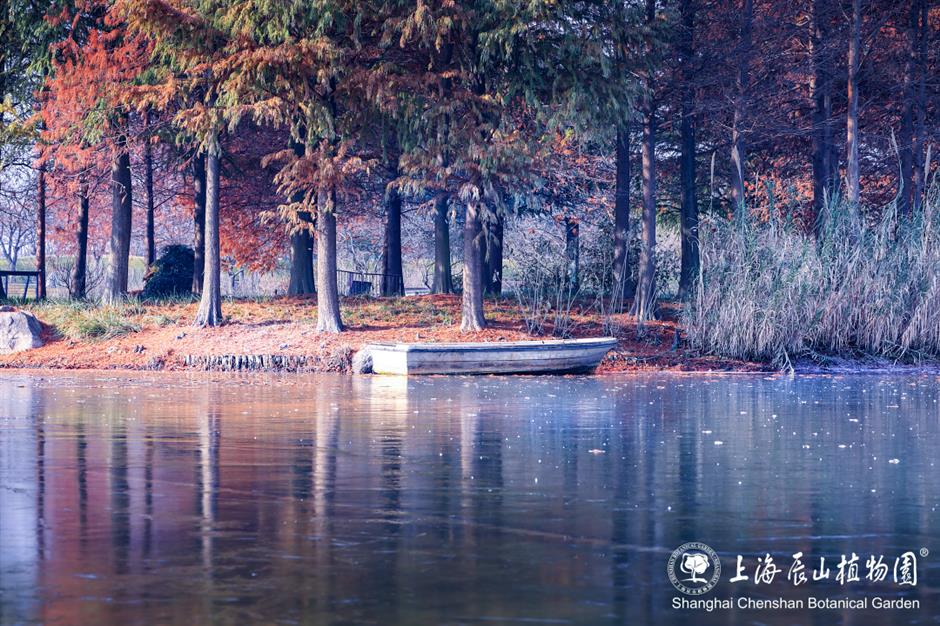 冰霜覆盖的美景