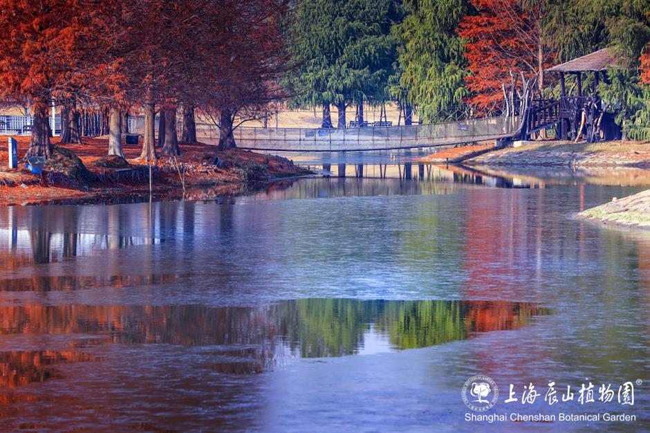 冰霜覆盖的美景