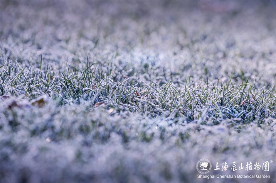 冰霜覆盖的美景