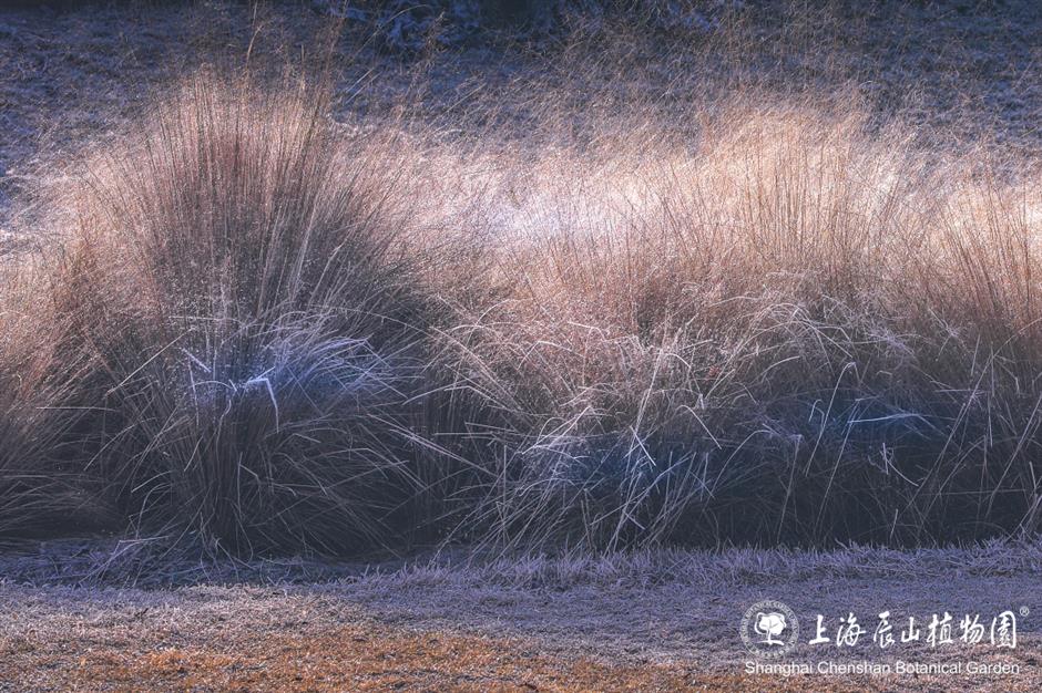 冰霜覆盖的美景