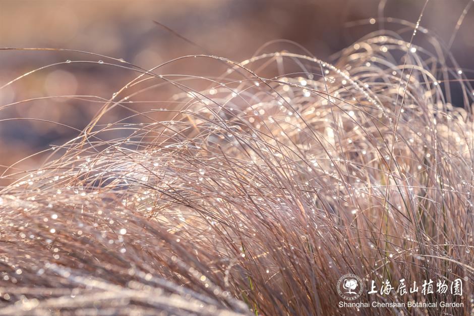 冰霜覆盖的美景