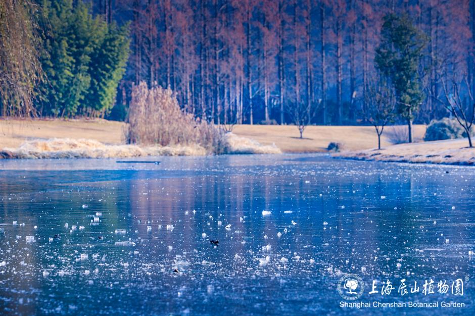 冰霜覆盖的美景