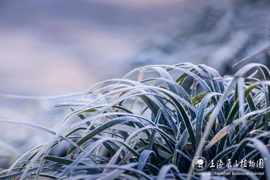 冰霜覆盖的美景