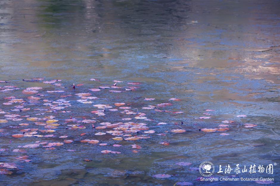 冰霜覆盖的美景