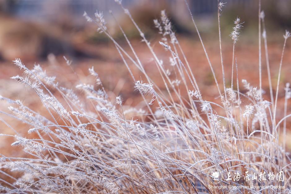 冰霜覆盖的美景