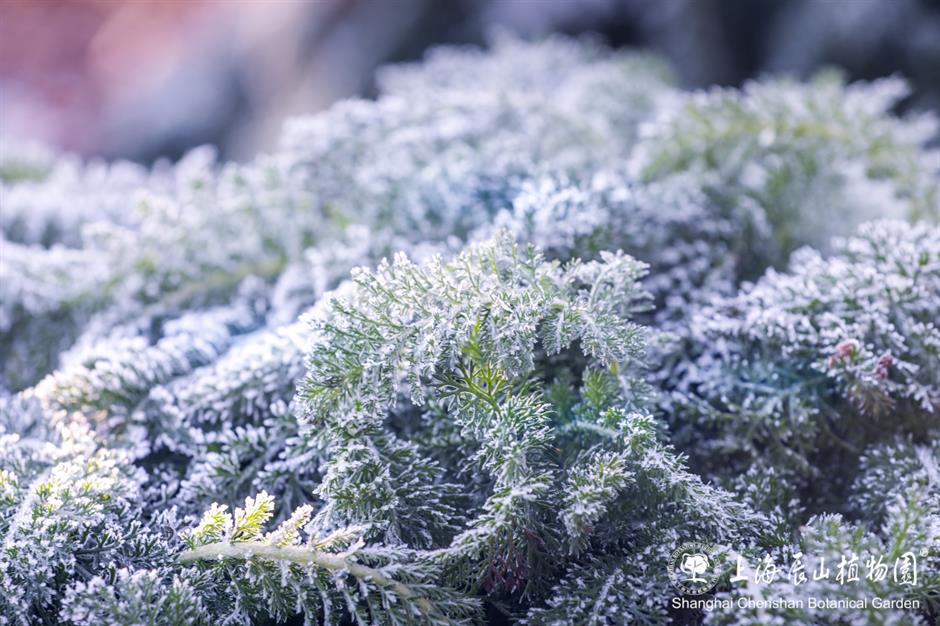 冰霜覆盖的美景