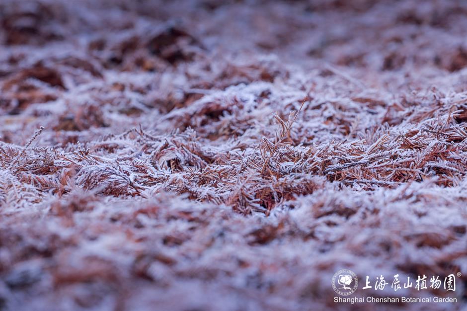 冰霜覆盖的美景