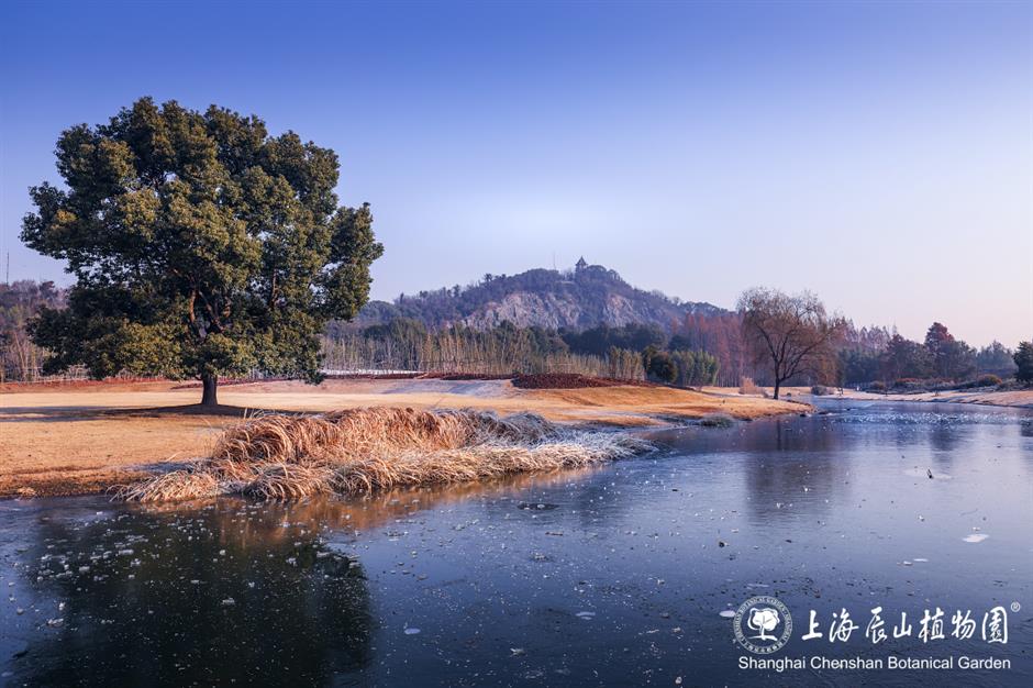 冰霜覆盖的美景