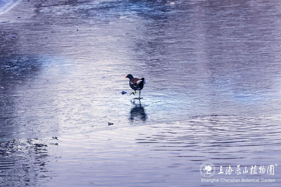 冰霜覆盖的美景