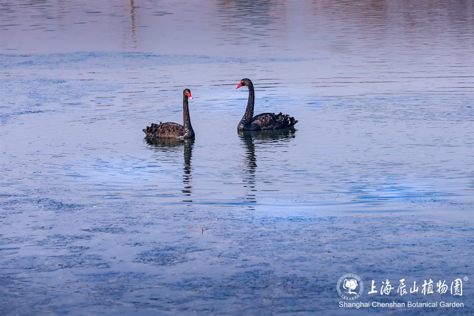 冰霜覆盖的美景