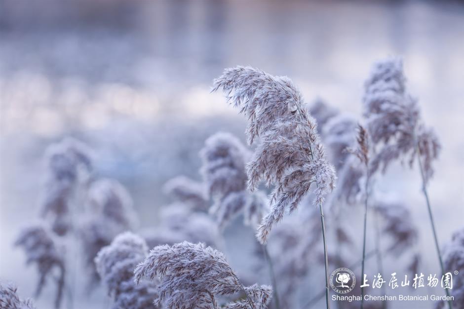 冰霜覆盖的美景