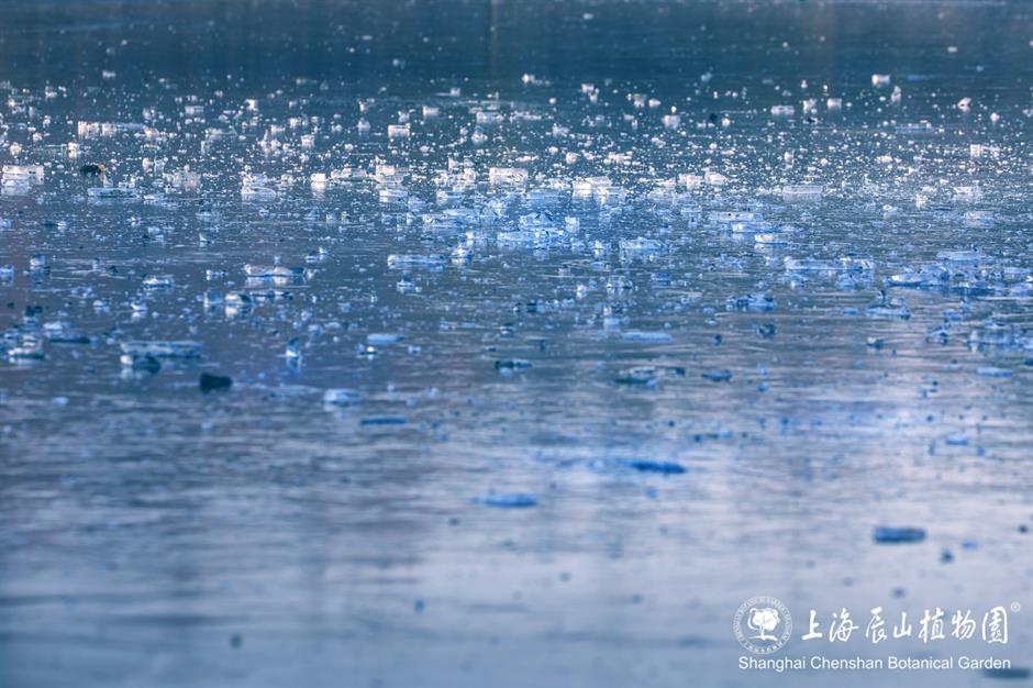 冰霜覆盖的美景