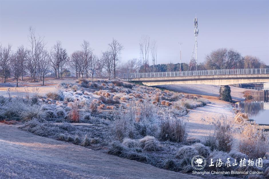 冰霜覆盖的美景