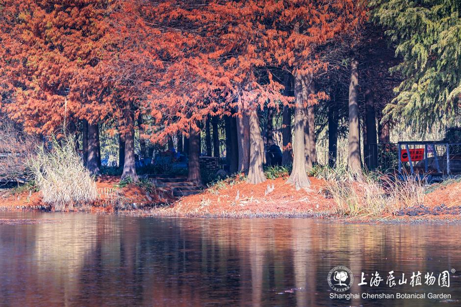 冰霜覆盖的美景