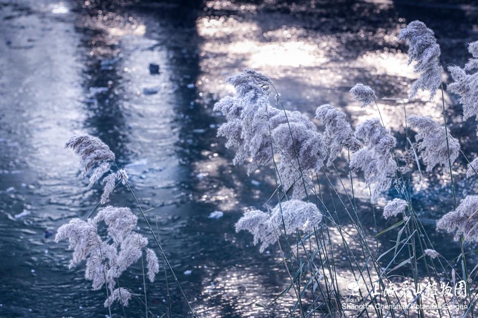 冰霜覆盖的美景