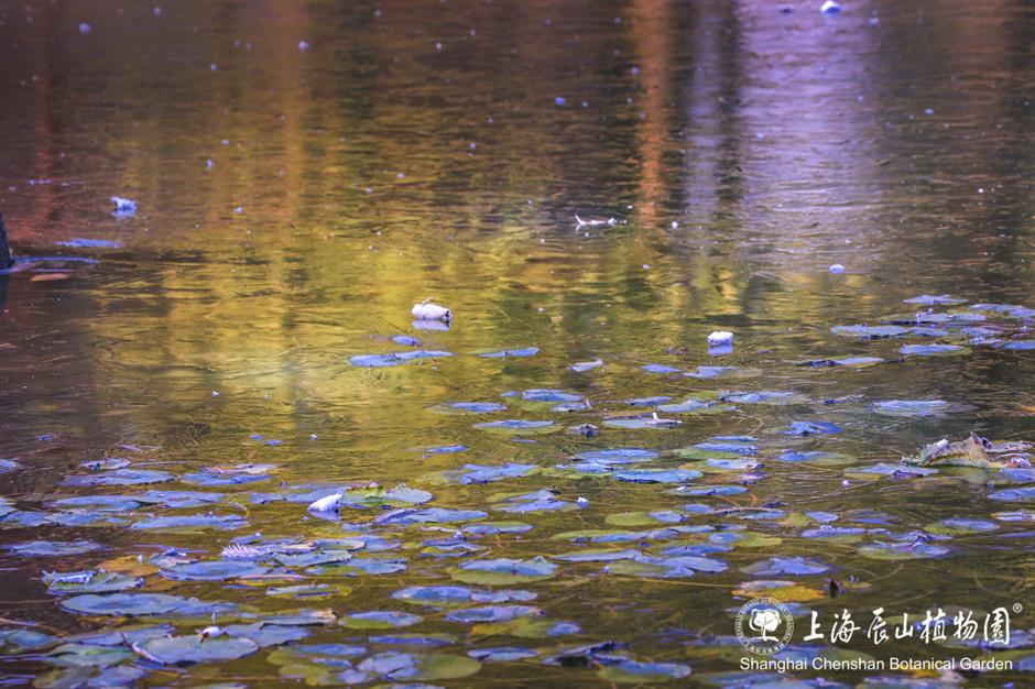 冰霜覆盖的美景