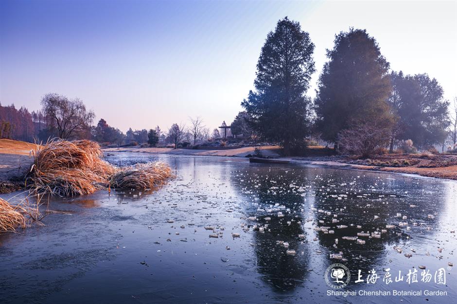 冰霜覆盖的美景