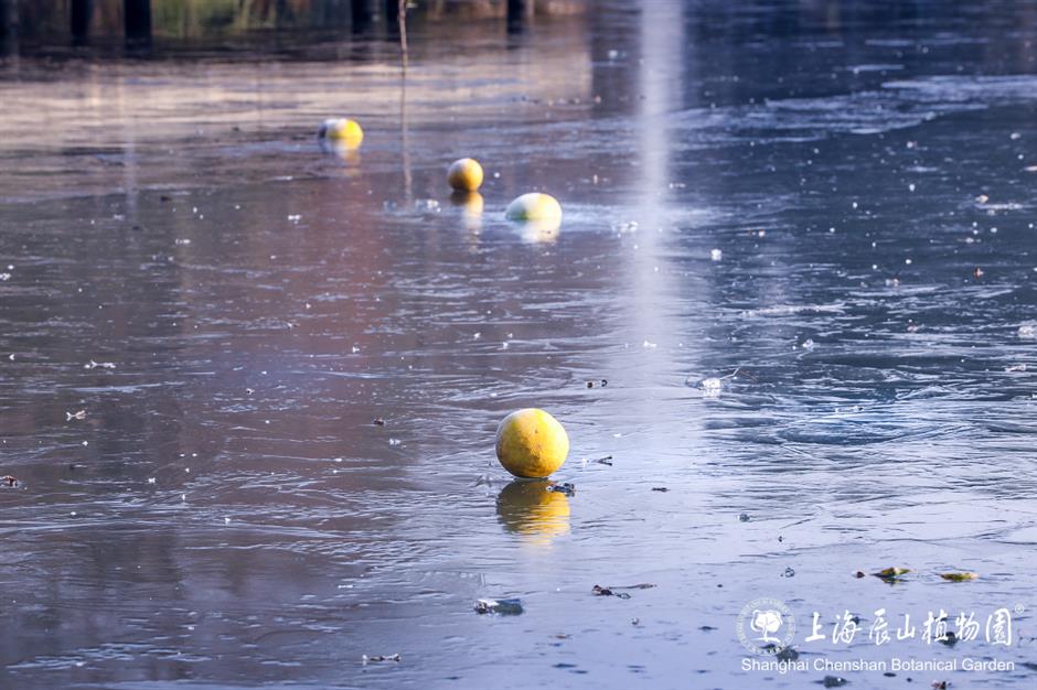 冰霜覆盖的美景