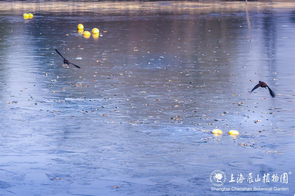 冰霜覆盖的美景
