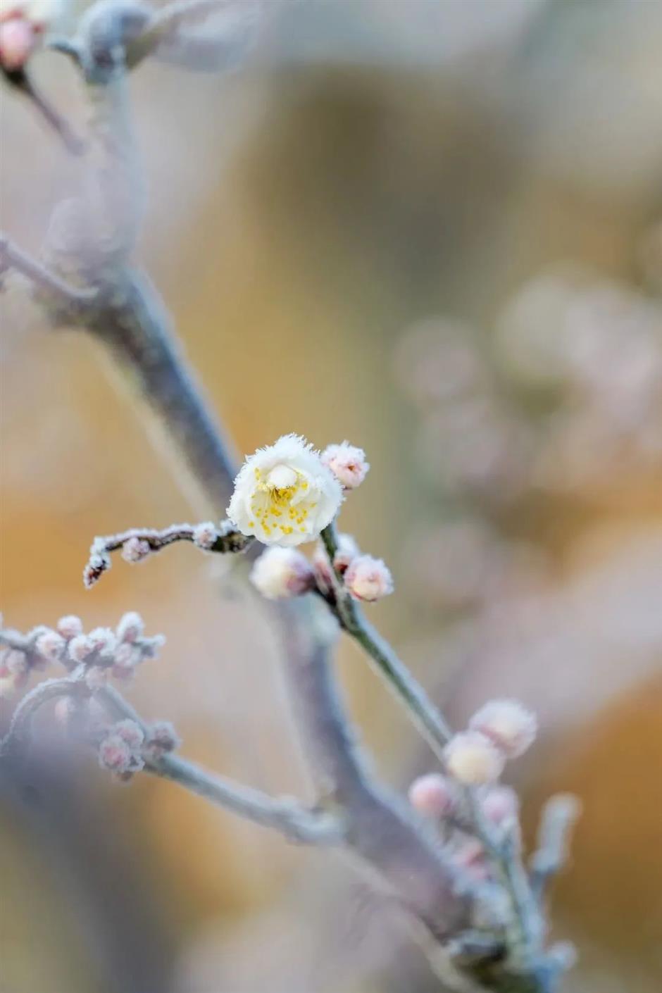今年的第一朵梅花开了